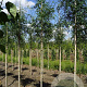 Gleditsia triac. 'Skyline' 8-10 HO draadkluit
