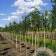 Gleditsia triac. 'Skyline' 8-10 HO draadkluit