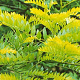 Gleditsia triac. 'Sunburst' 8-10 HO container