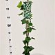 Hedera hibernica 125-150 cm 2,5L