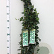 Hedera hibernica 125-150 cm 2,5L