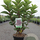 Hydrangea pan. 'Wim's Red' 60-80 cm 10L
