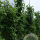 Liquidambar s. 'Rotundiloba' 12-14 HO draadkluit geveerd