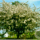 Malus floribunda 8-10 HO container