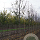 Malus 'Mokum' 14-16 HO draadkluit