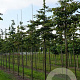 Parrotia persica 16-18 HO draadkluit