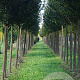 Pyrus c. 'Beech Hill' 20-25 HO draadkluit