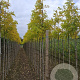 Robinia ps. 'Frisia' 8-10 HO draadkluit