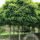 Robinia ps. 'Umbraculifera' 25-30 HO draadkluit