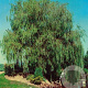 Salix sepulcralis 'Chrysocoma' 6-8 HO container