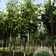 Tilia americana 'Moltkei' 18-20 HO draadkluit