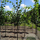 Tilia cordata 'Rancho' 8-10 HO draadkluit