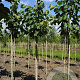 Tilia mandshurica 10-12 HO draadkluit