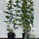 Viburnum opulus 40-60 cm 2,0L