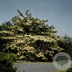 Cornus controversa 200-250 cm container solitair