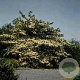 Cornus controversa 200-250 cm container solitair