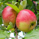 Malus d. 'Dubbele Rode Bellefleur' halfstam wortelgoed
