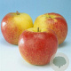 Malus d. 'Jonagold' halfstam 7,5L