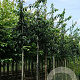 Mespilus g. 'Westerveld' 10-12 HO draadkluit