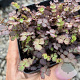 Acaena inermis 'Purpurea' GM P9 BIO