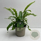 Asplenium scolopendrium GM P11 BIO
