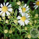Aster ericoides 'Ulrike' GM P9 BIO