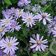 Aster 'Little Carlow' GM P9 BIO