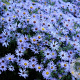 Aster oblong. 'October Skies' GM P9