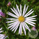 Aster pyrenaeus 'Lutetia' GM P9 BIO