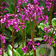 Bergenia 'Wintermärchen' GM P11 BIO