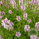 Stachys monieri 'Rosea' GM P9 BIO