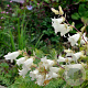 Campanula alliariifolia 'Snow Dune' GM P9 BIO
