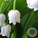 Convallaria maj. 'Bridal Choice' GM P9 BIO