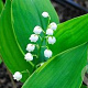 Convallaria maj. 'Hardwick Hall' GM P11 BIO
