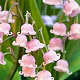 Convallaria maj. 'Rosea' GM P9 BIO
