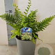 Dryopteris filix-mas GM P9 BIO