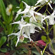 Epimedium 'Perrine's White' GM P9 BIO