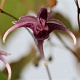 Epimedium 'Phoenix' GM P9 BIO