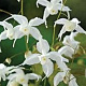Epimedium 'Arctic Wings' GM P9 BIO