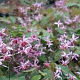 Epimedium 'Aziatic Hybrid' GM P9 BIO