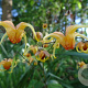 Epimedium 'Bieke' GM P9 BIO