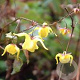 Epimedium davidii 'Goldglanz' GM P9 BIO