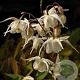 Epimedium grandiflorum 'Creeping Yellow' GM P9 BIO