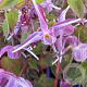 Epimedium grandiflorum 'Pierre's Purple' GM P9 BIO