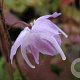 Epimedium gr. 'Sasaki' GM P9 BIO
