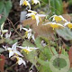Epimedium 'Mandarin Star' GM P9 BIO