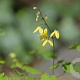 Epimedium platypetalum GM P9 BIO
