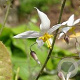 Epimedium stellulatum 'Wudang Star' GM P9 BIO