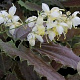 Epimedium wushanense 'Double Cream' GM P9 BIO