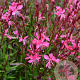 Gaura l. 'Graceful Pink' GM P9